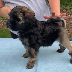 Lowchen Puppies from Ashford Kennel