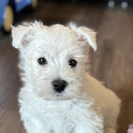 Boy 4 - White male West Highland White Terrier puppy in Scurry, Texas from Karen Williams's West Highland White Terriers & Pembroke Welsh Corgis