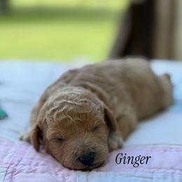 Ginger - Apricot female Poodle puppy in Waco, Texas from Poodle Paradise