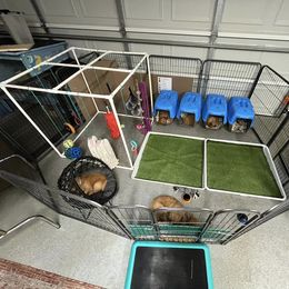 Golden Retriever Puppies from Geronimo Golden Retrievers