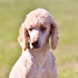 Karen - Poodle
