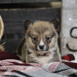 Pembroke Welsh Corgi Puppies from Corgi Companions