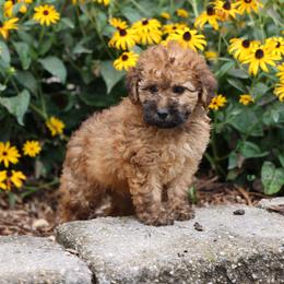 Maisey - Wheaten female Whoodle puppy in West Bend, Iowa from Blue Skies Terriers