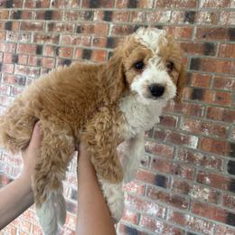 Prince - Brown and white male Bernedoodle puppy in Beauty, Kentucky from The Doodle Pad