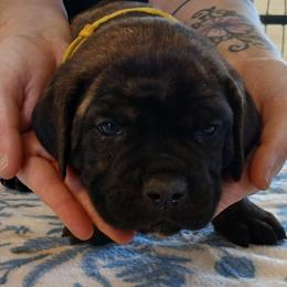 Yellow collar - Black brindle male Cane Corso puppy in Los Lunas, New Mexico from Top Gun Kennels NM