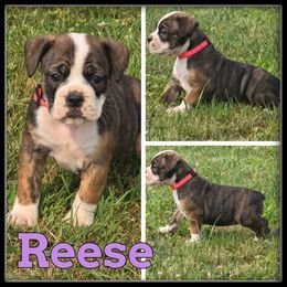 Reese - Fawn and white female Olde English Bulldogge puppy in Wheeler, Michigan from Haase Family Kennels