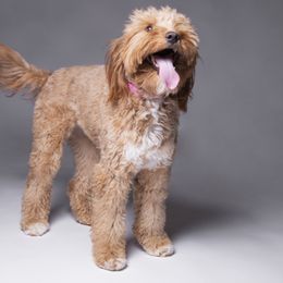 Berkely - Goldendoodle