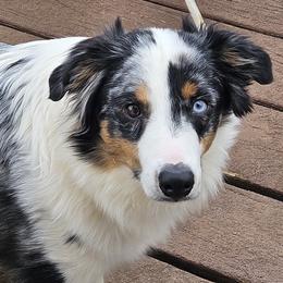 Miniature American Shepherds and Miniature Australian Shepherds from Valintina's MAS