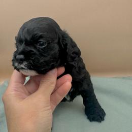 Otto - Black and white male Cocker Spaniel puppy in La Veta, Colorado from BRX Country Cockers LLC