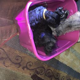 Miniature Schnauzer Puppies from Circle R Ranch