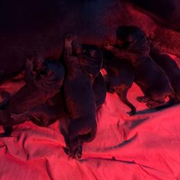 Female 3 - Black and mahogany female Rottweiler puppy in San Antonio, Texas from VHWilliamsRottweilers
