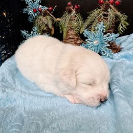 Caspian - White male American Eskimo Dog puppy in Live Oak, Florida from Pecan Ridge Puppies