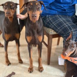 Karmic's Your Whole World - Red and rust male Doberman Pinscher puppy in Lake City, Florida from Crosspointe Canines