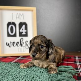 Dachshund Puppies from Queen of Weens Dachshunds