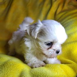 Winter - White male Shih Tzu puppy in Willard, Utah from Shih-tzu Queen
