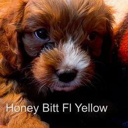 Cavapoo puppies from Honey Bit Kennels