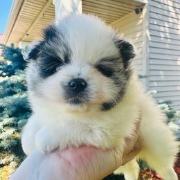 Paris - Blue merle female Pomeranian puppy in Waterloo, Indiana from Garcias Pomeranian