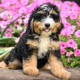 Trinket - Tri-color female Bernedoodle puppy in Dundee, Ohio from Down Home Doodle