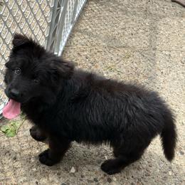 Boy 4 - Black male German Shepherd puppy in Fairdale, Kentucky from Kimberly's German Shepherds