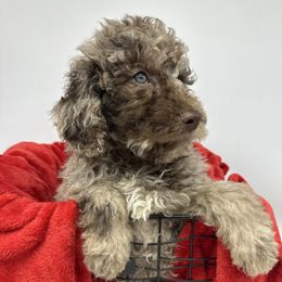 Rudolph - Merle male Cavapoo puppy in Austin, Texas from Doodles of Central Texas