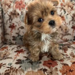 Zedo - Sable male Yorkshire Terrier puppy in Lyle, Washington from Sport Yorkie