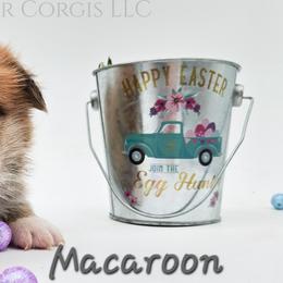 Macaroon - Red male Pembroke Welsh Corgi puppy in Kiowa, Colorado from Cool Water Corgis LLC