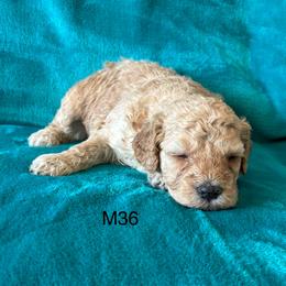 M36 - Cream male Goldendoodle puppy in West Point, Iowa from Jim Anderson