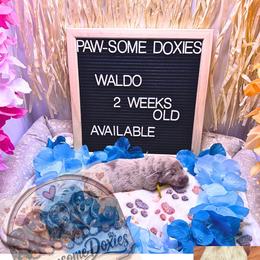Waldo - Fawn (isabella) and tan male Dachshund puppy in Lufkin, Texas from Paw-some Doxies