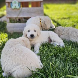 Boy -  3rd Pick - Light golden male Golden Retriever puppy in Citrus Heights, California from NorCalGoldens