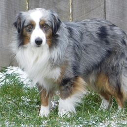 Regan - Miniature American Shepherd