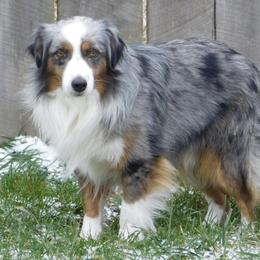 Regan - Miniature American Shepherd