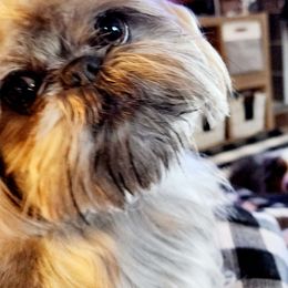 Legacy - Shih Tzu