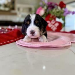 Pink Collar - Tri-color female Bernedoodle puppy in Indiahoma, Oklahoma from Farm Fresh Doodles