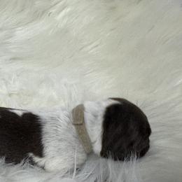 Gray - Liver roan female German Shorthaired Pointer puppy in Highland, Illinois from Big Daves Bird Dogs LLC,  BDBD