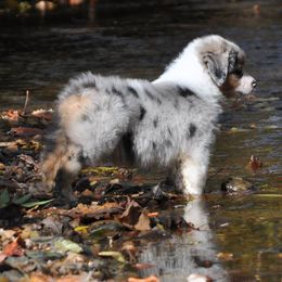 Australian Shepherds from Kyanite Acres