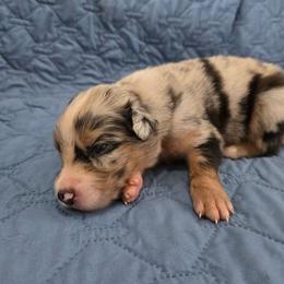 Pepper - Blue merle male Australian Shepherd puppy in Abilene, Texas from S&K Aussies N' Rotties