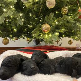 Poodle Puppies from D and D Standard Poodles