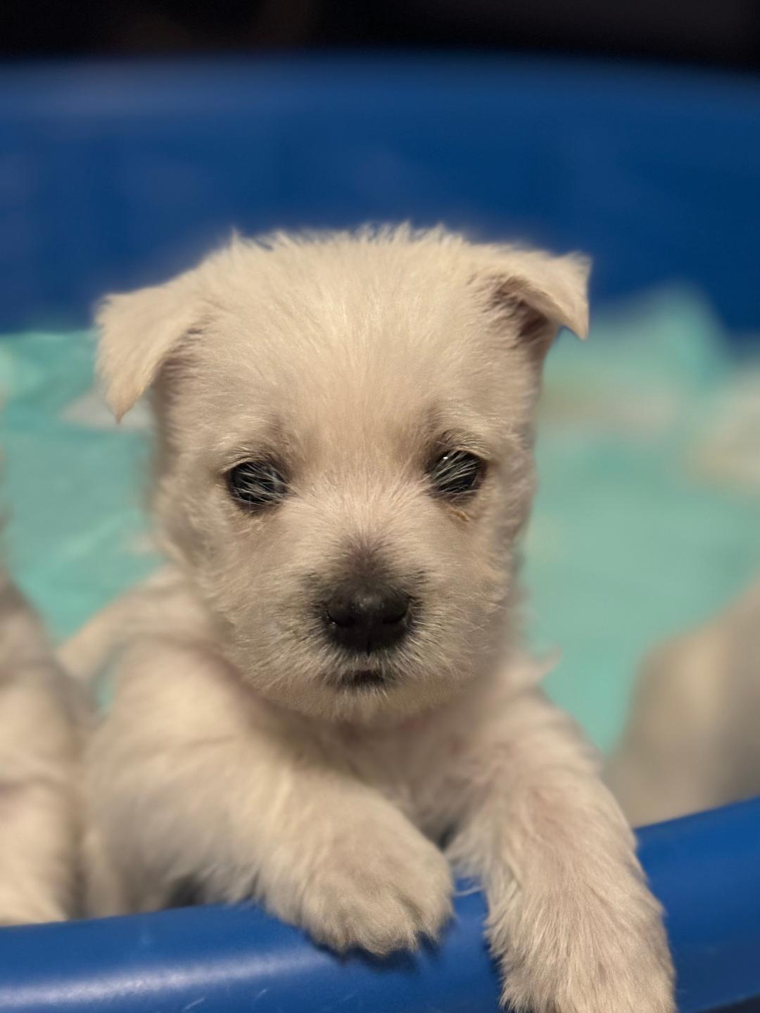 Debra's West Highland White Terriers in Tennessee | West Highland