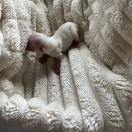 Goose - White male Chihuahua puppy in Red Bluff, California from Aye Chihuahua
