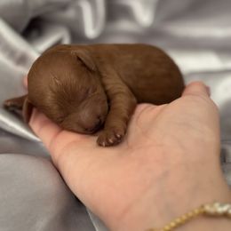 Cinnamon - Red  female Goldendoodle puppy in Noblesville, Indiana from R and H Doodles