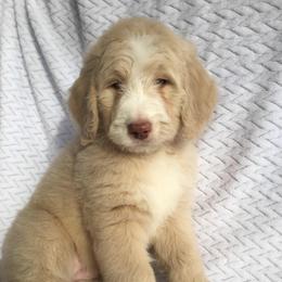 Orion - male Australian Mountain Doodle puppy in Blairstown, Missouri from Shepherd Hill Doodles