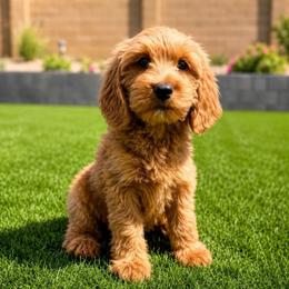 Hazel - Red  female Goldendoodle puppy in Phoenix, Arizona from Doodles of the Desert