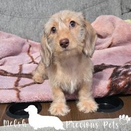 Puppy 3 - Red female Dachshund puppy in Anamosa, Iowa from Melsh Precious Pets