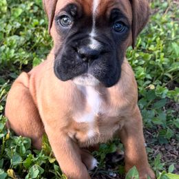 Rocky - Fawn male Boxer puppy in New Smyrna Beach, Florida from Beachside Boxers and Frenchies