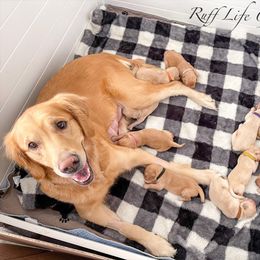 Golden Retriever Puppies from Ruff Life Goldens