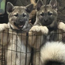 Norwegian Elkhound and Papillon Puppies from Mikanon