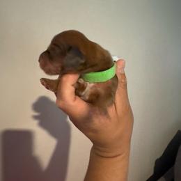 Girl 2 - Fawn (isabella) and cream female Dachshund puppy in Oakwood, Georgia from Sausage Strolls