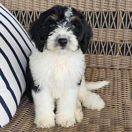 Ziggy - Black and white male Bernedoodle puppy in Glenford, Ohio from Mi-De Doodles