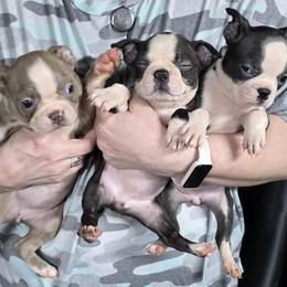 Boston Terrier Puppies from 907 Bostons