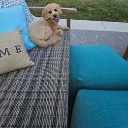 Goldendoodle All Grown Up from Henderson Farm and Home